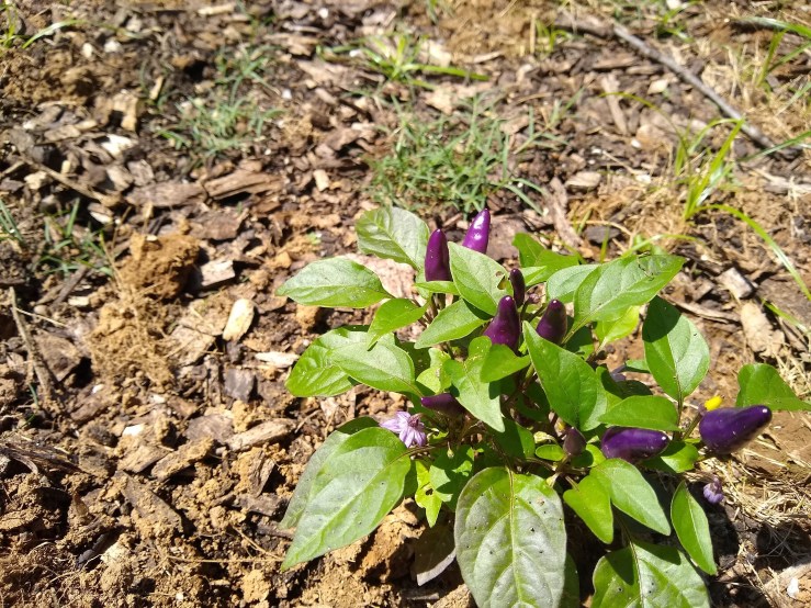 img_20190611_115723804